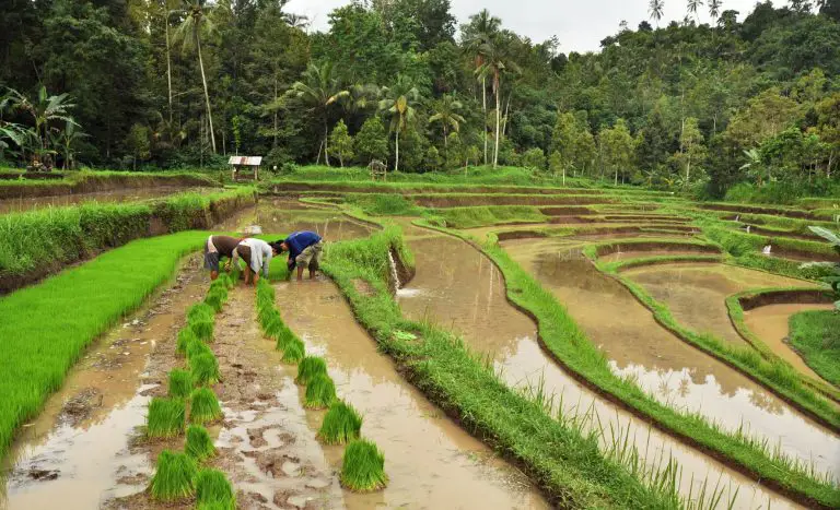 Warisan Budaya Indonesia Gambar yang menampilkan warisan budaya Indonesia
